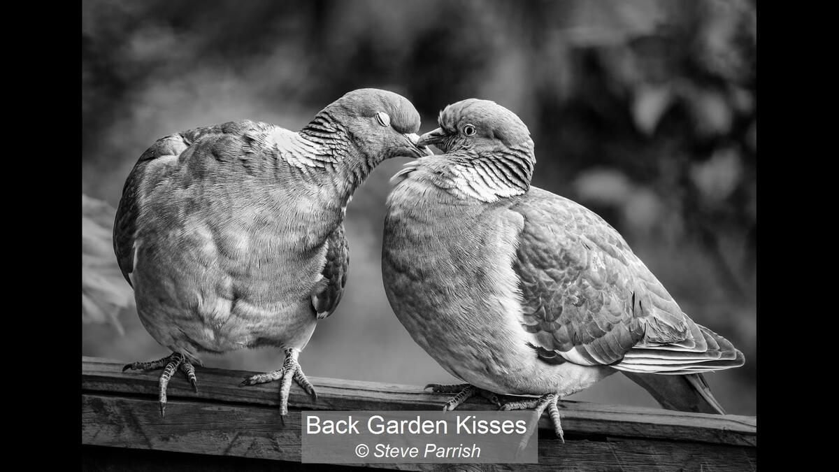 Back Garden Kisses